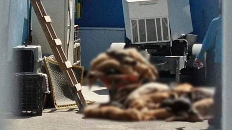 Por: Cortesía Fundación acusa a centro de animales de asesinar a ‘lomitos’ en Querétaro