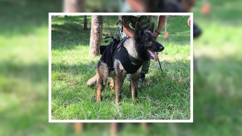 Por: Cortesía ¿Qué le pasó a Proteo, perro rescatista mexicano que murió en Turquía? Esto sabemos