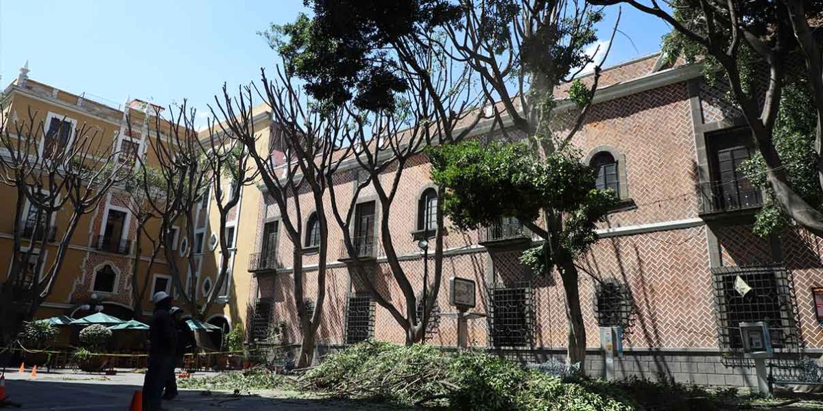 Sancionarán a empresa que podó árboles en Plaza de la Democracia