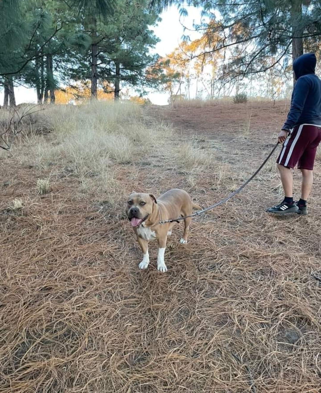 Solo un caso de ataque canino se tiene reportado en el cerro Zapotecas en lo que va de la administración
