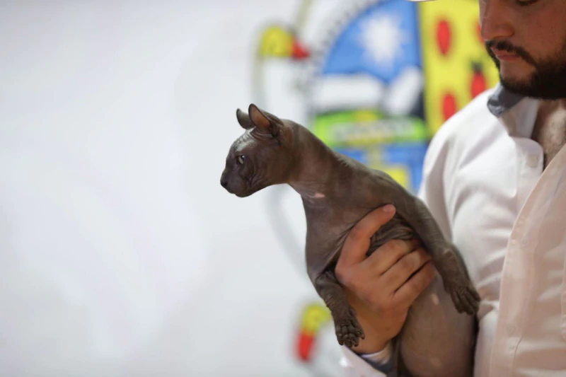 Por: Cortesía ¿Recuerdas al gato tatuado de ‘Los Mexicles’? Lanzan convocatoria para adoptarlo