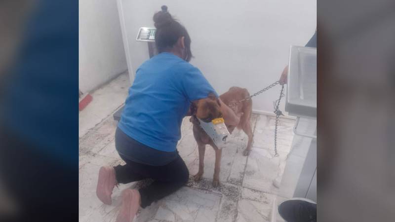 Por: Cortesía Justicia para ‘Kiara’: Denuncian abuso sexual contra una perrita en Celaya