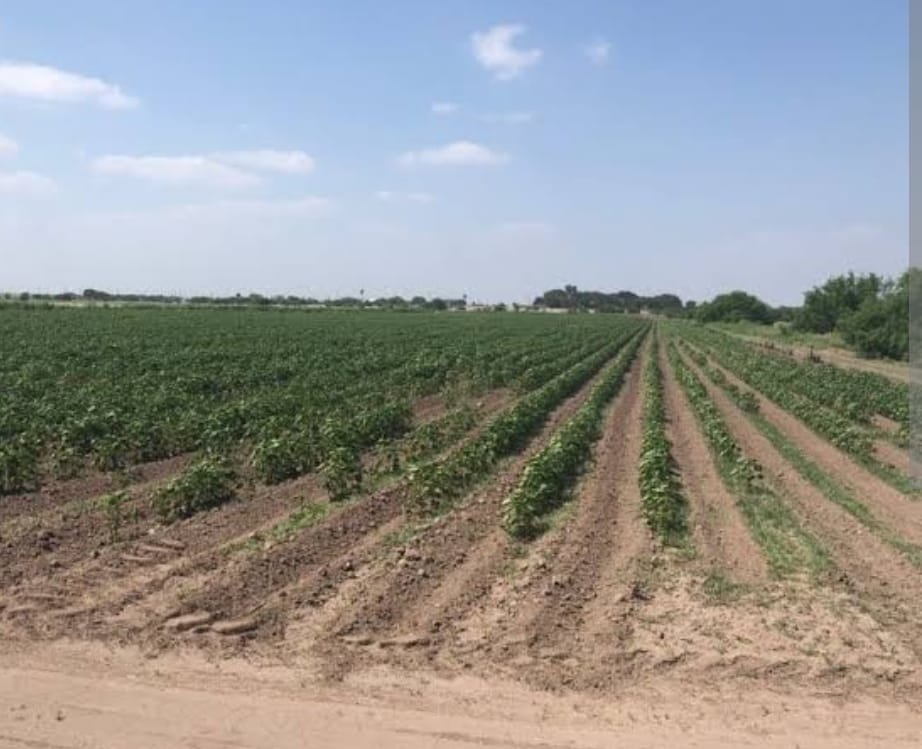 Actualización del Programa de Desarrollo Urbano busca la permanencia de áreas de cultivo y agrícola de SACH