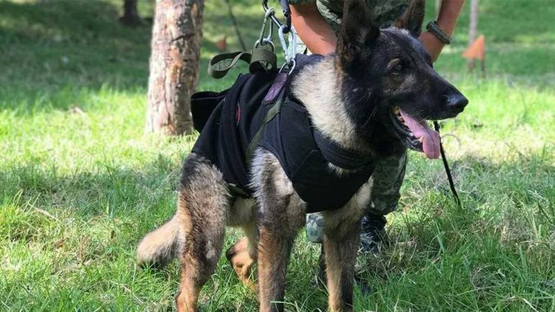 Proteo se ‘gana’ el corazón de Turquía: Estambul tendrá monumento en honor al perro rescatista