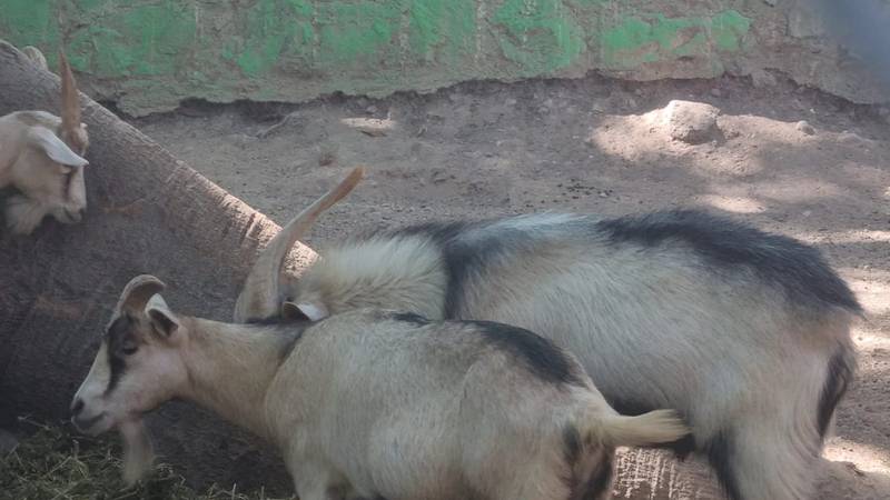 Por: Cortesía ‘Ni nos los comimos ni los vendimos’: ¿Qué pasó con los animales desaparecidos en zoo de Chilpancingo?
