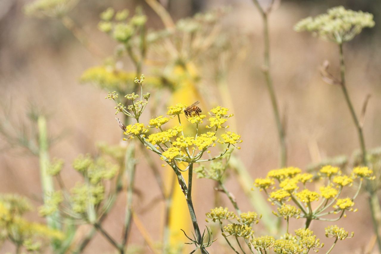 Comunicado oficial Paola Angon presenta proyecto pionero de corredor de franjas polinizadoras para cultivos