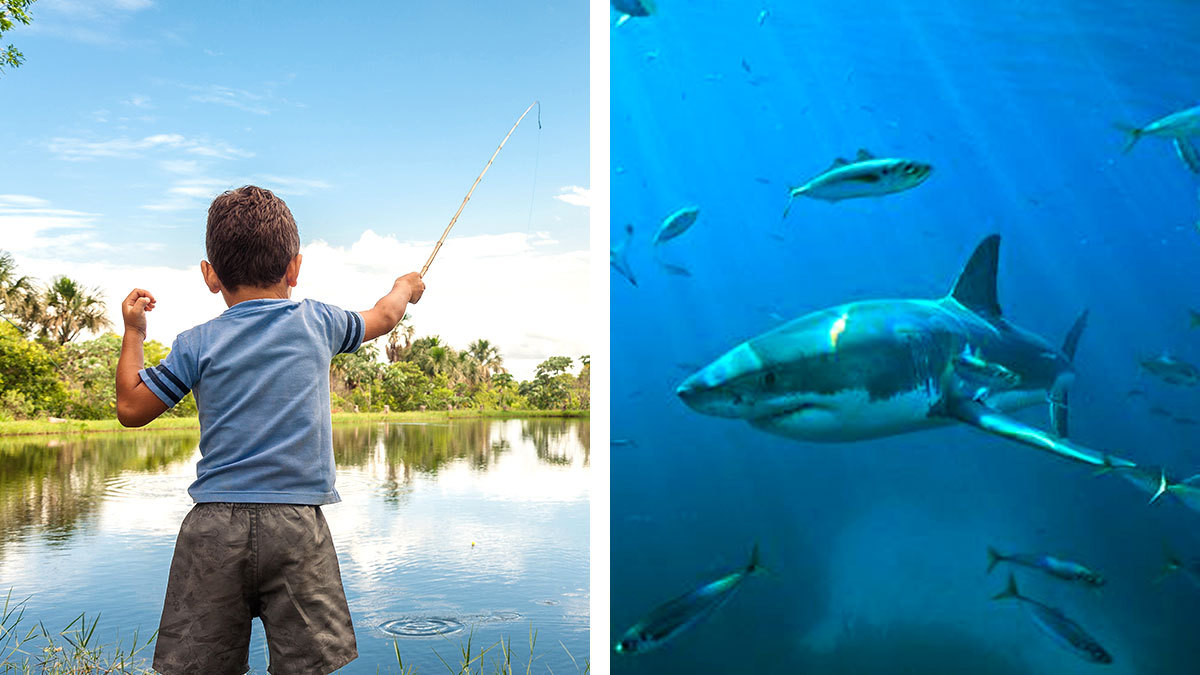 Por: Cortesía Video: tiburón salta del agua y ataca a niño