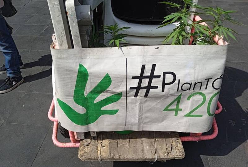 Retiran plantón de mariguana en el Senado: ¿Por qué activistas lo dejaron a 3 años de instalarlo?