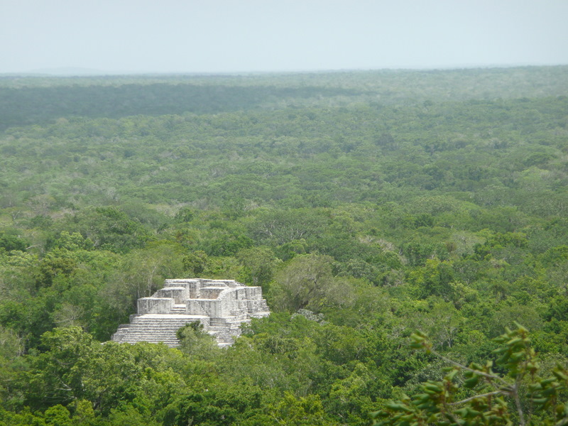 Tren Maya: Este podría ser el impacto ecológico en la selva de Calakmul