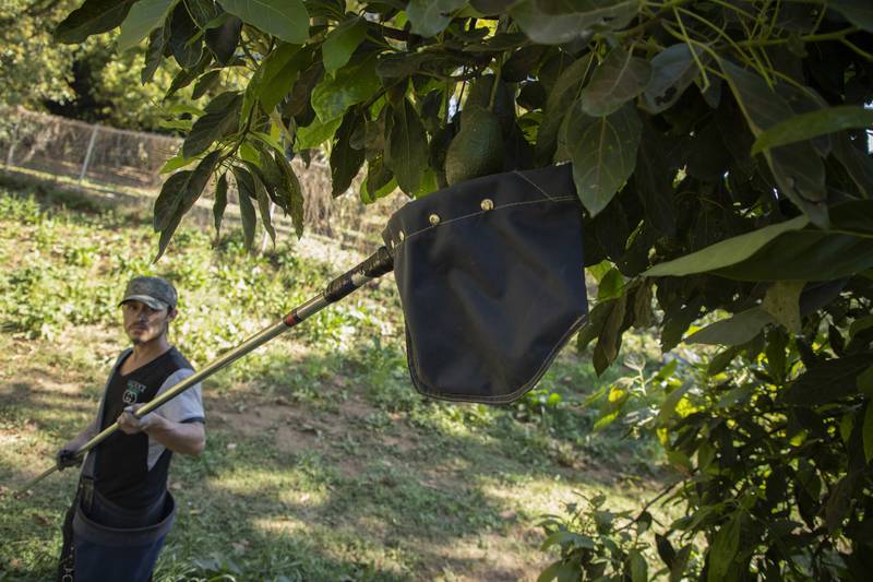 Por: Cortesía  Desde el narco hasta robos: Los peligros que enfrenta el aguacate rumbo al Super Bowl