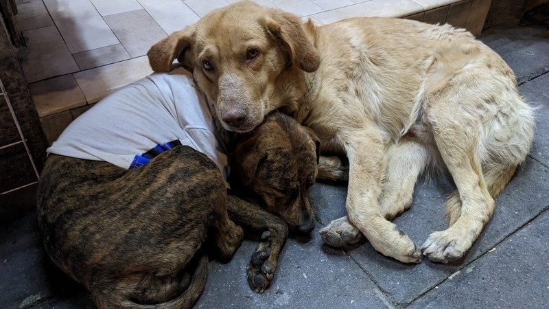 Por: change.org Más de 18 mil firmas suma petición para modificar Ley de Bienestar Animal en Tlaxcala