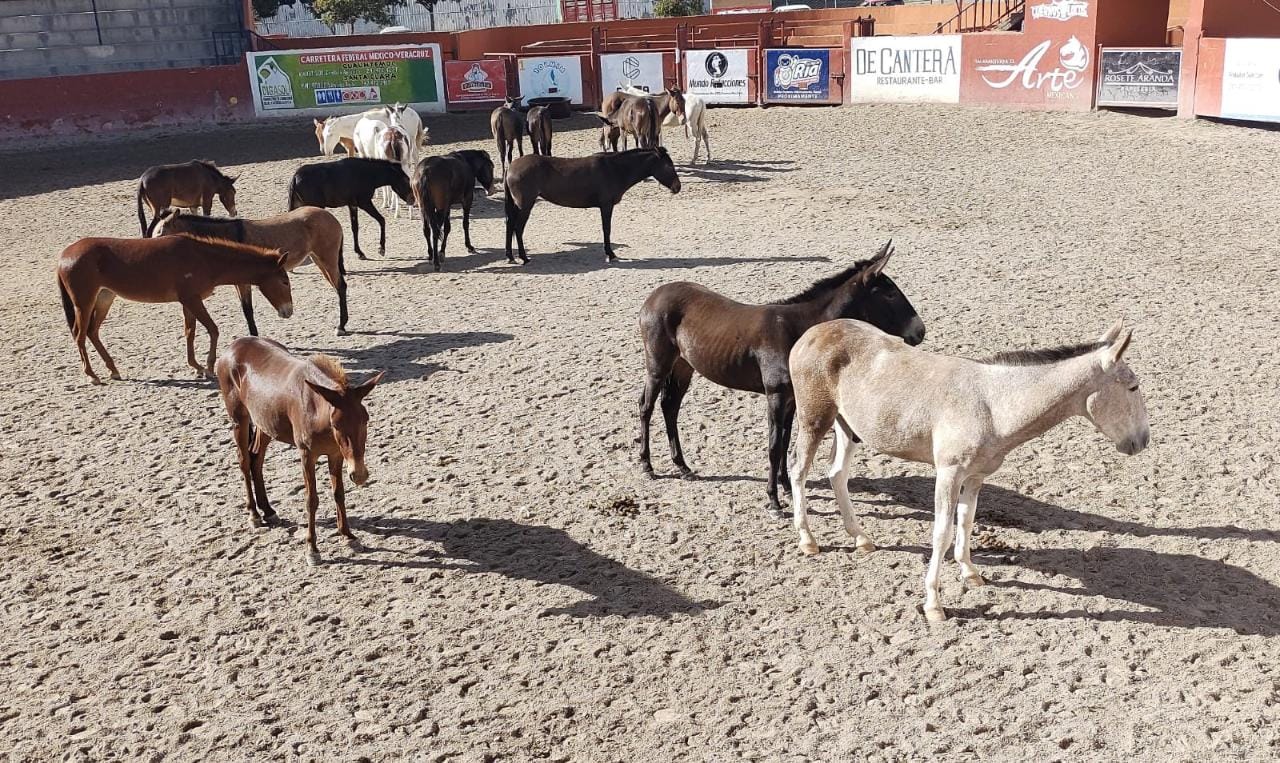 Realiza SIA acciones de conservación del Equus Asinus