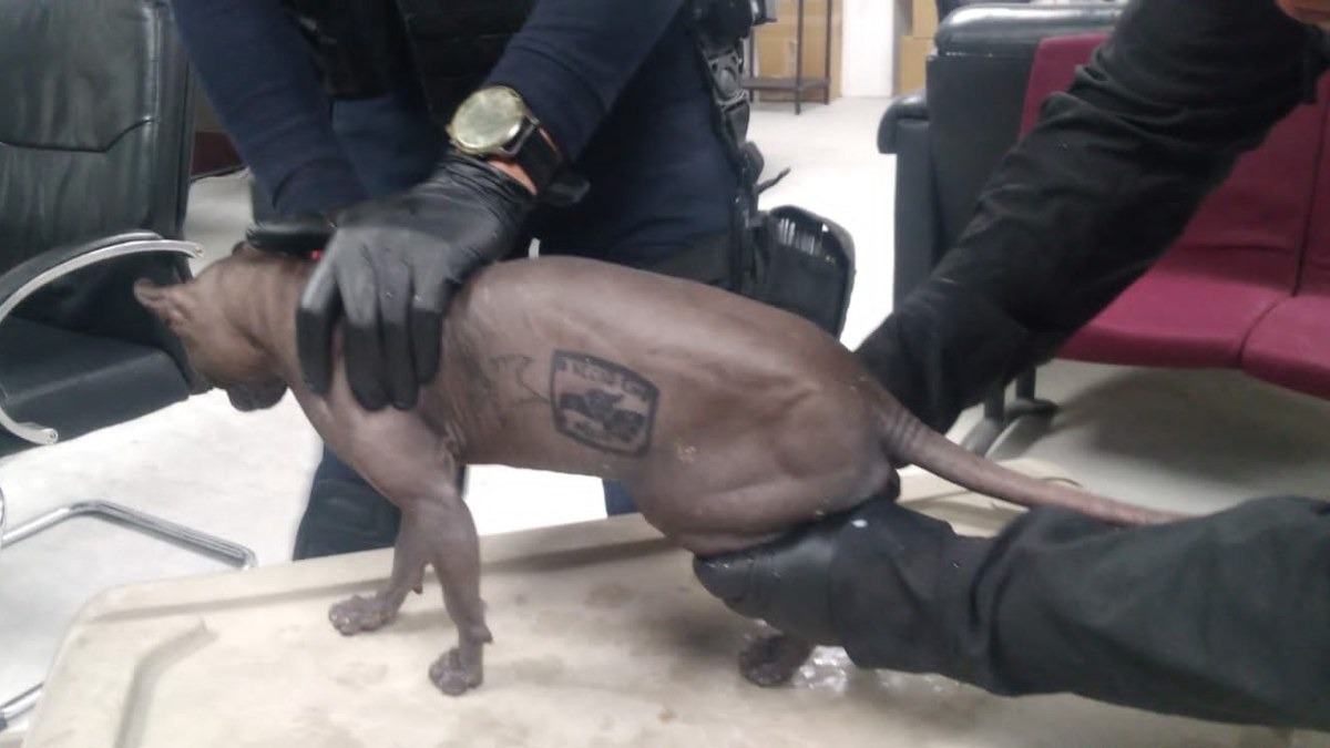 Por: Cortesía Encuentran a un gato tatuado en Ciudad Juárez