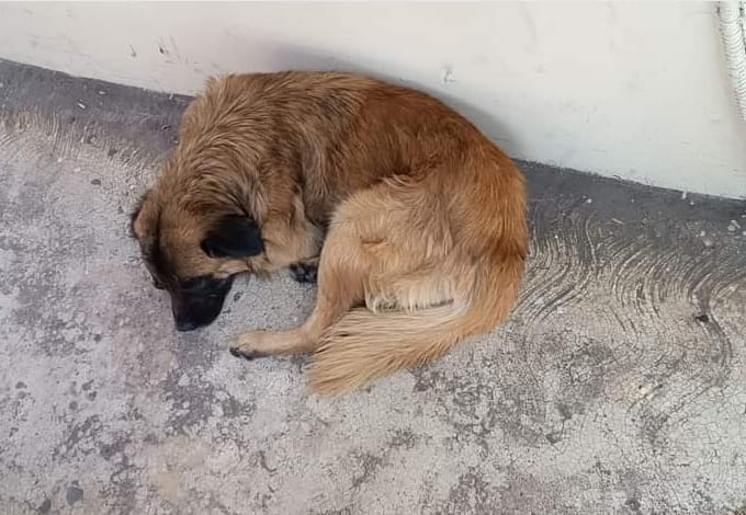 San Pedro Cholula apuesta a la concientización de aprendientes a una tenencia responsable de mascotas