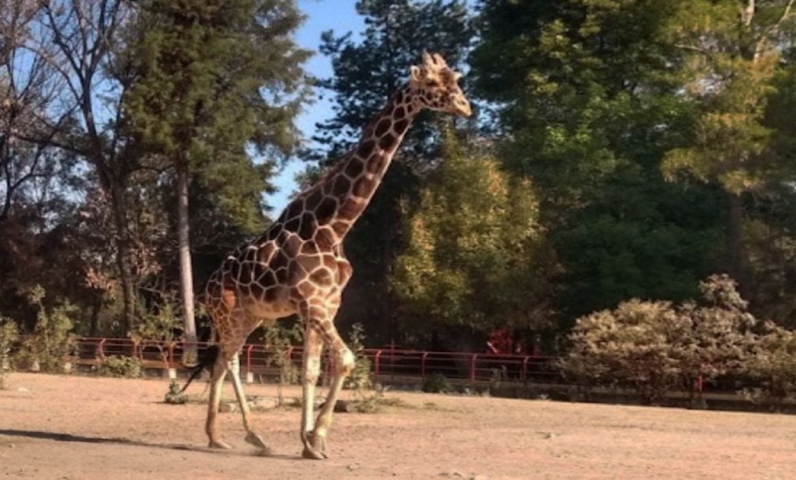 Por: Cortesía Será el 17 de julio la reapertura del Zoológico del Altiplano