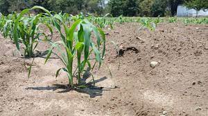 Aumenta a 270, hectáreas afectadas por ola de calor en Tlaxcala