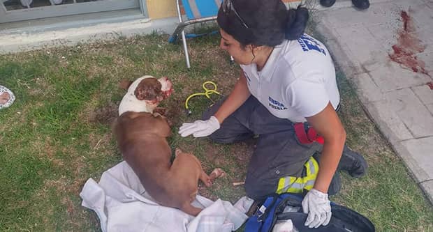 Denuncia presentada por crueldad animal tras el lanzamiento de un perro desde un cuarto piso