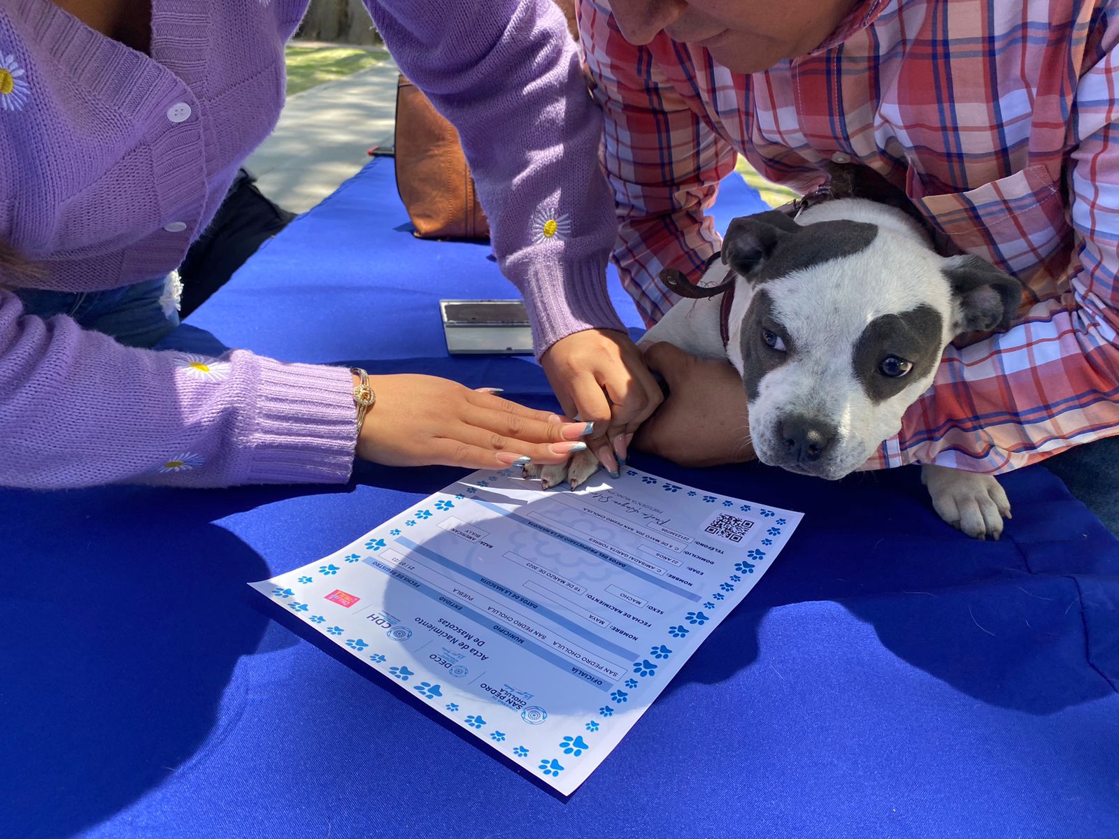 Por: Cortesía Lula Pineda San Pedro Cholula realiza primera jornada de registro y entrega de acta de nacimiento de perros y gatos