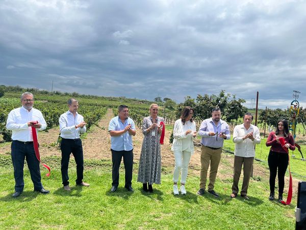 Inicia vendimia de uva en tierras calpenses