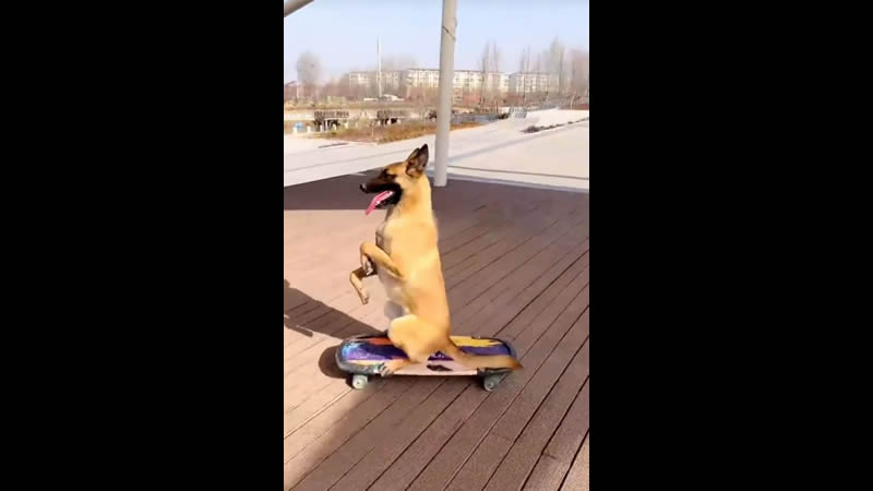 Por: Cortesía Perrito "skater" que hace piruetas y trucos con su patineta conquista a usuarios de redes (Vídeo)