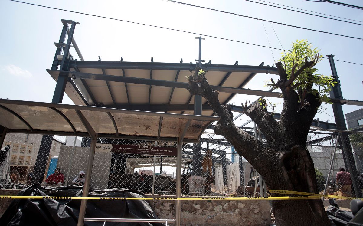 Por: Cortesía Continúa la responsabilidad legal contra exfuncionarios por tala de árboles en Puebla