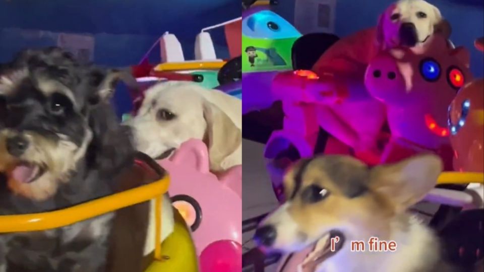 Perritos enternecen las redes tras subirse a un juego mecánico en la feria (Vídeo)