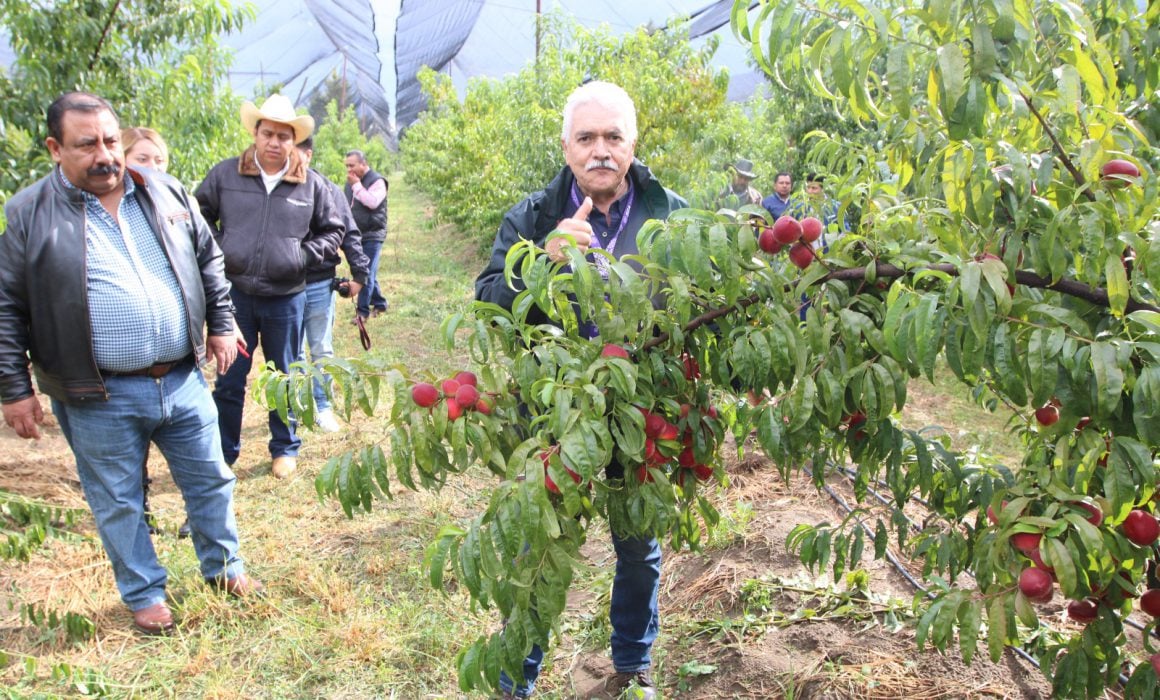 Por: Cortesía Producción de durazno es referente y símbolo de trabajo: SIA
