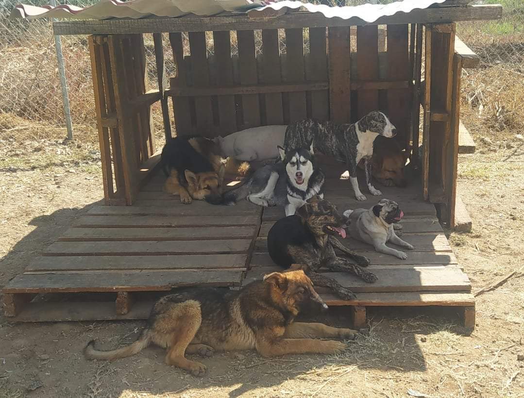 Por: Archivo  Pide OCPA a Congreso aplique sanciones contra municipios incumplidos