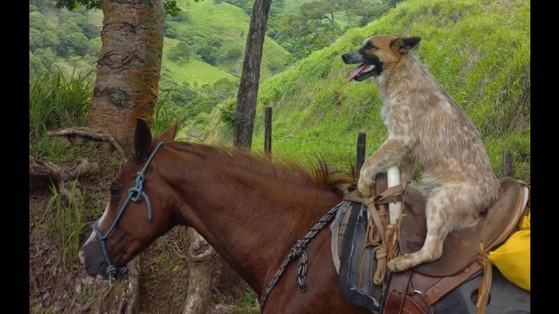 Por: Cortesía  Perrito "jinete" se viraliza en redes sociales por andar a caballo como un profesional (Vídeo)