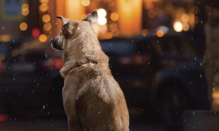 Cuautlancingo combate sobrepoblación canina a través de jornadas de esterilización permanentes
