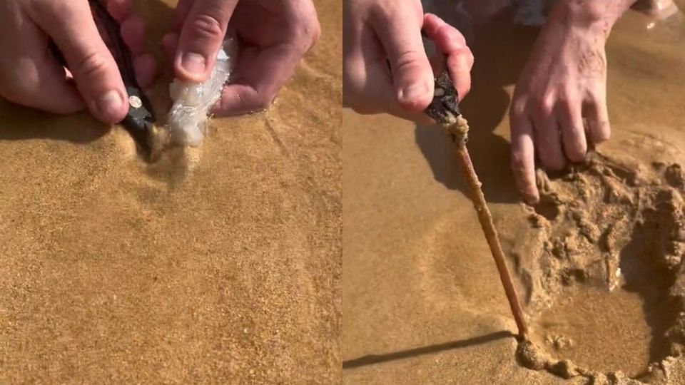 Por: Cortesía Sujeto localiza gusanos en la playa y desató un inmenso terror en redes sociales (Vídeo)