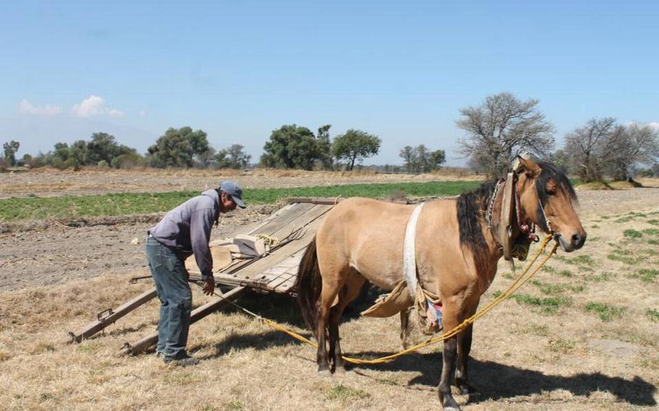Zacatelco y Calpulalpan con más robo al agro y abigeato: SIA