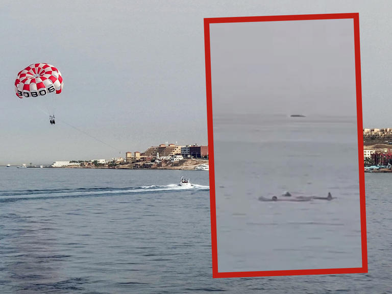 Por: Cortesía Hombre muere al ser atacado por un tiburón; rescatistas no llegaron a tiempo para salvarlo (Vídeo)