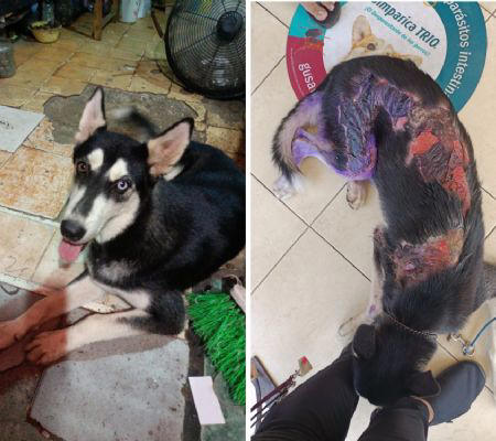 Por: Cortesía Perro Husky de 10 meses es atacado con aceite hirviendo para "correrlo" de negocio de comida