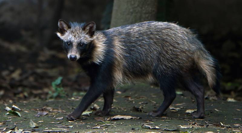 Por: Cortesía Perro mapache, posible origen del COVID-19, dice un nuevo análisis