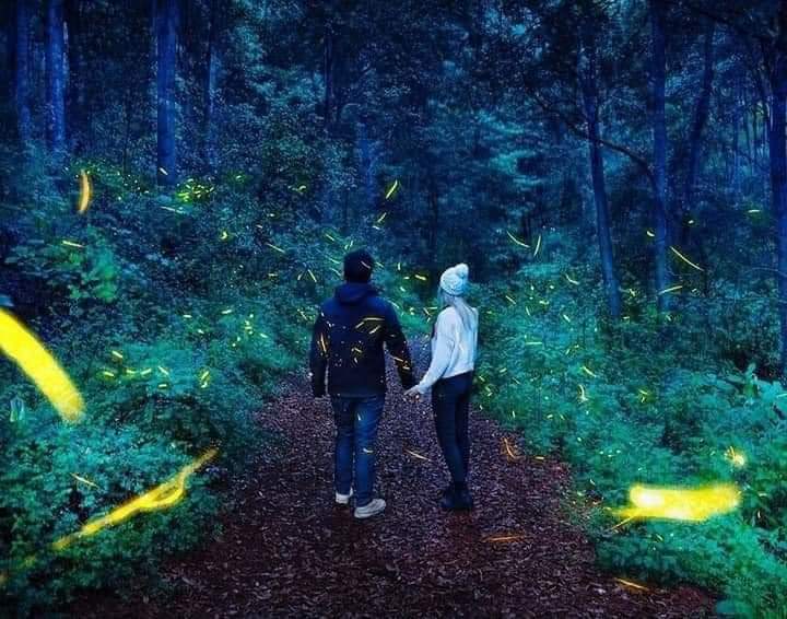 Santuario de las Luciérnagas obtiene presea "Lo Mejor de México"