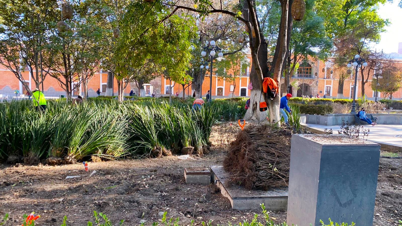 Inicia rehabilitación de áreas verdes de la plaza de la constitución
