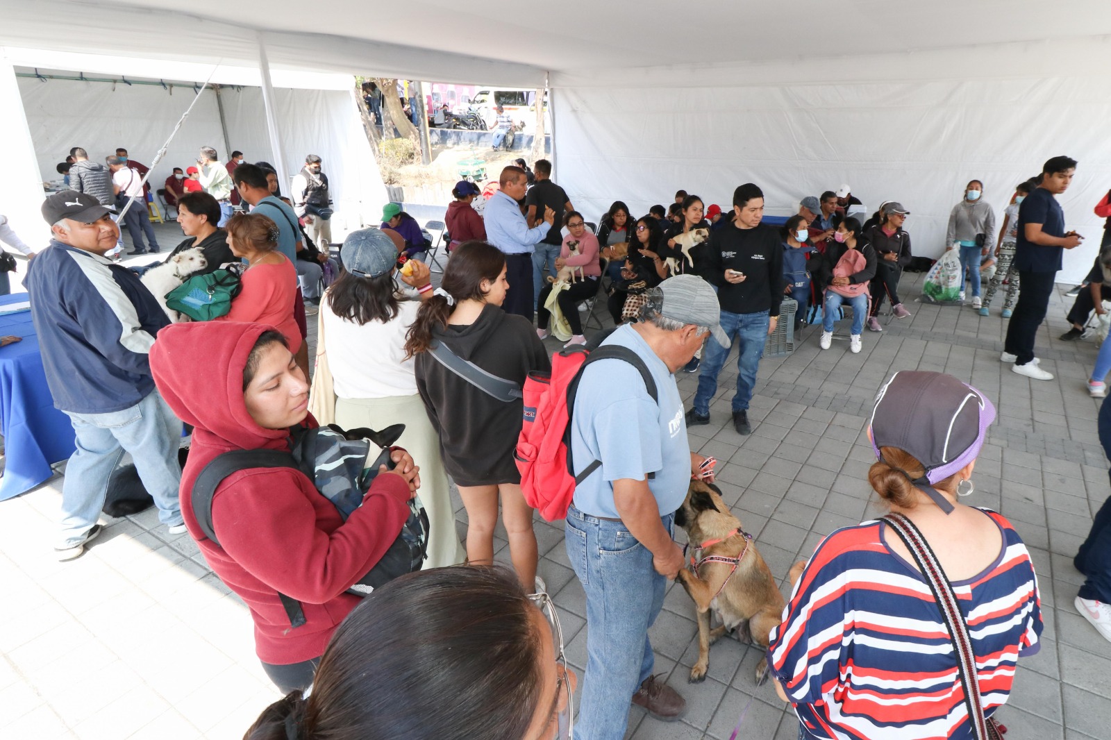 Comunicado oficial Con jornada de Bienestar Animal, el gobierno de Cholula otorga servicios en favor de la salud