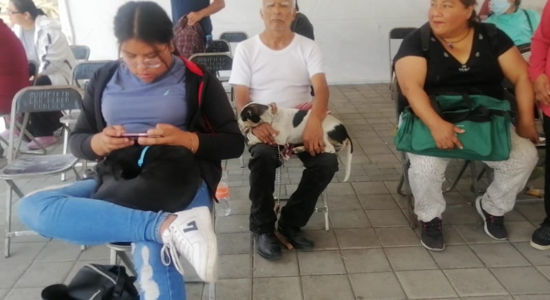 Bienestar Animal de San Pedro Cholula realiza jornada de esterilización masiva