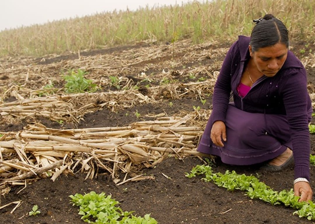Impulso al sector agrario con “Va Por El Campo Cholulteca”
