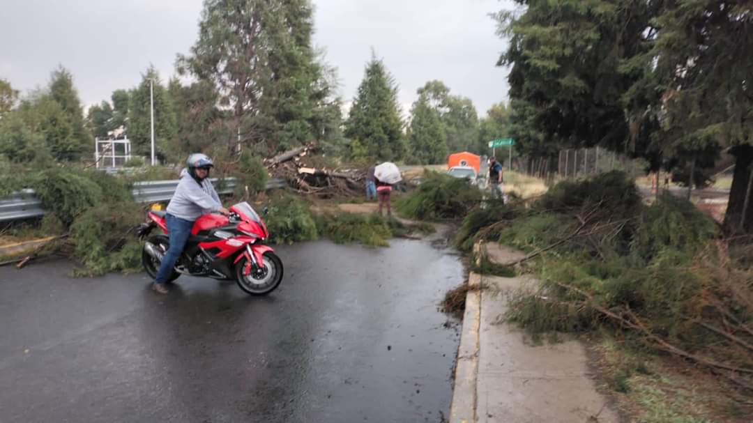 Caída de árboles provoca caos en Zacatelco 