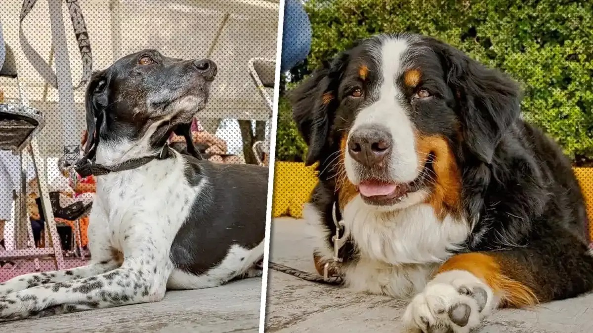 Por: Cortesía Laika y Klein, las perritas que brindan apoyo emocional y consuelo en Puebla