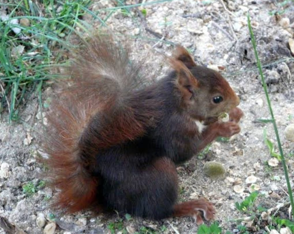  Descartanexistencia de fauna nociva en el Museo Regional de Cholula