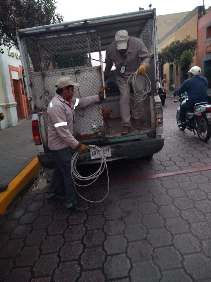Incumple Jorge Corichi con Ley de Bienestar Animal; envió a sacrificio a 591 callejeritos