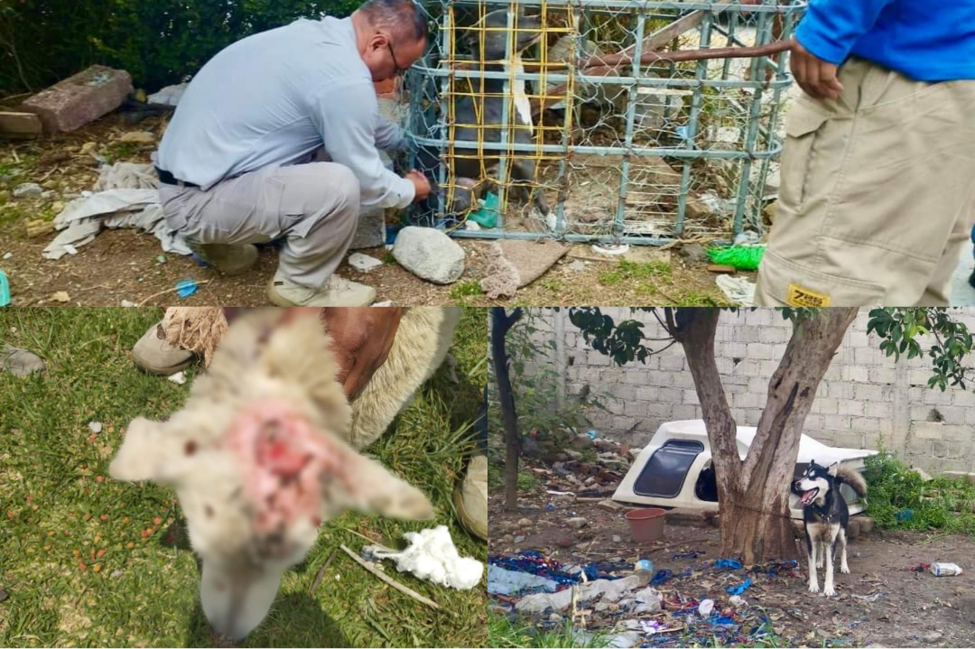 En mayo atendió PROPAET 4 casos de maltrato animal en Tlaxcala