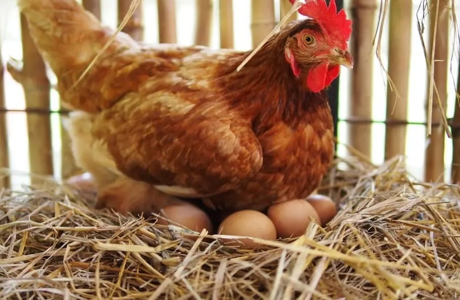 Aves de traspatio entregadas por el gobierno sanandreseño cuentan con vacuna y suero
