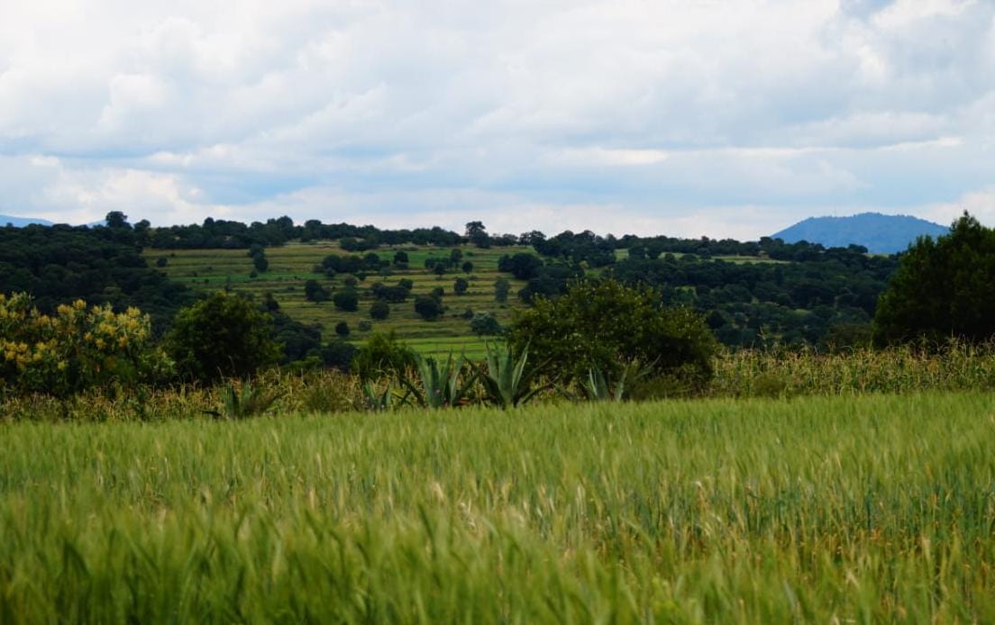 Tlaxcala aprovechó 399 mil 663 hectáreas de territorio para cultivo: INEGI