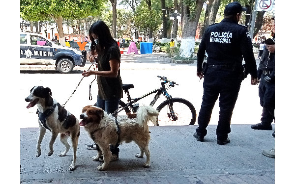 Congreso exhorta a 28 municipios a expedir reglamento de bienestar animal