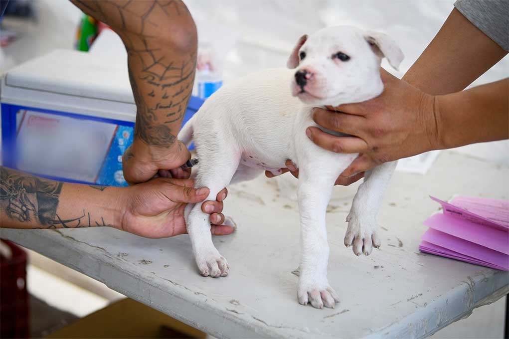 Por: Cortesía Advierten sobre impostores haciéndose pasar por vacunadores de animales en Puebla