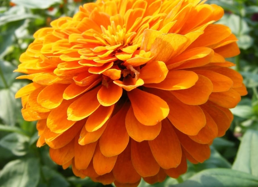 San Pedro Cholula espera aumento del 10% en la producción de cempasúchil